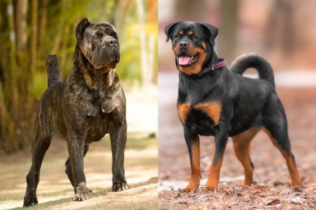 cane corso o rottweiler