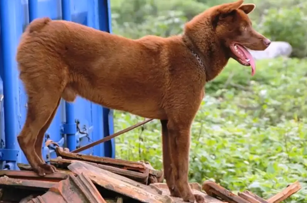 razze di cani da guardia cinesi
