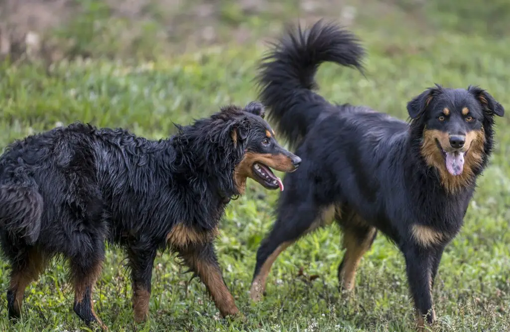 cane da pastore collie
