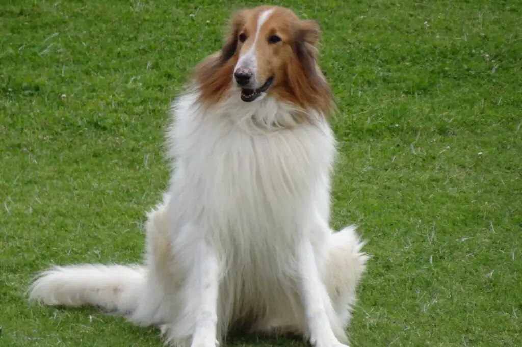 cane collie
