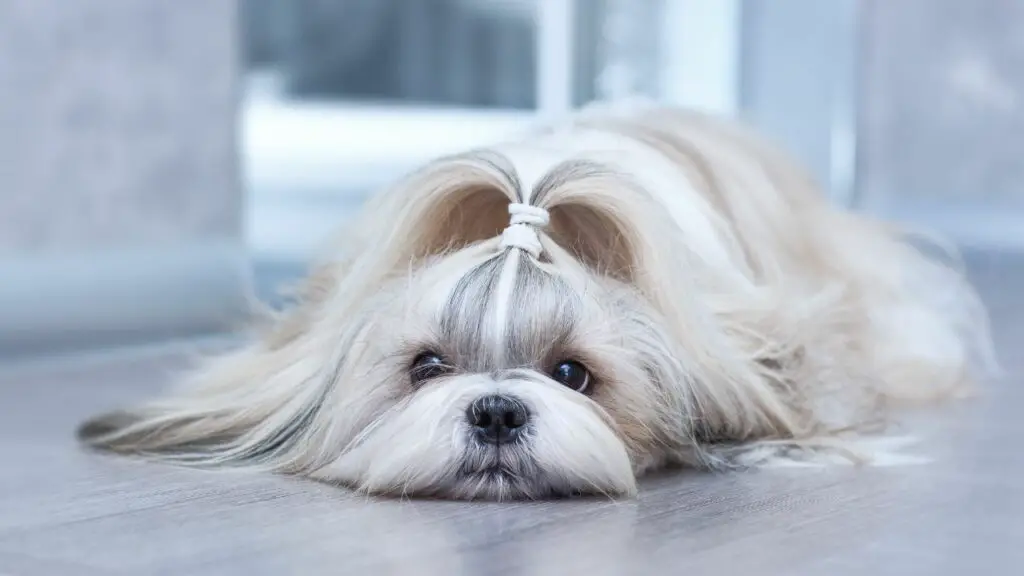 cons of Shih Tzu