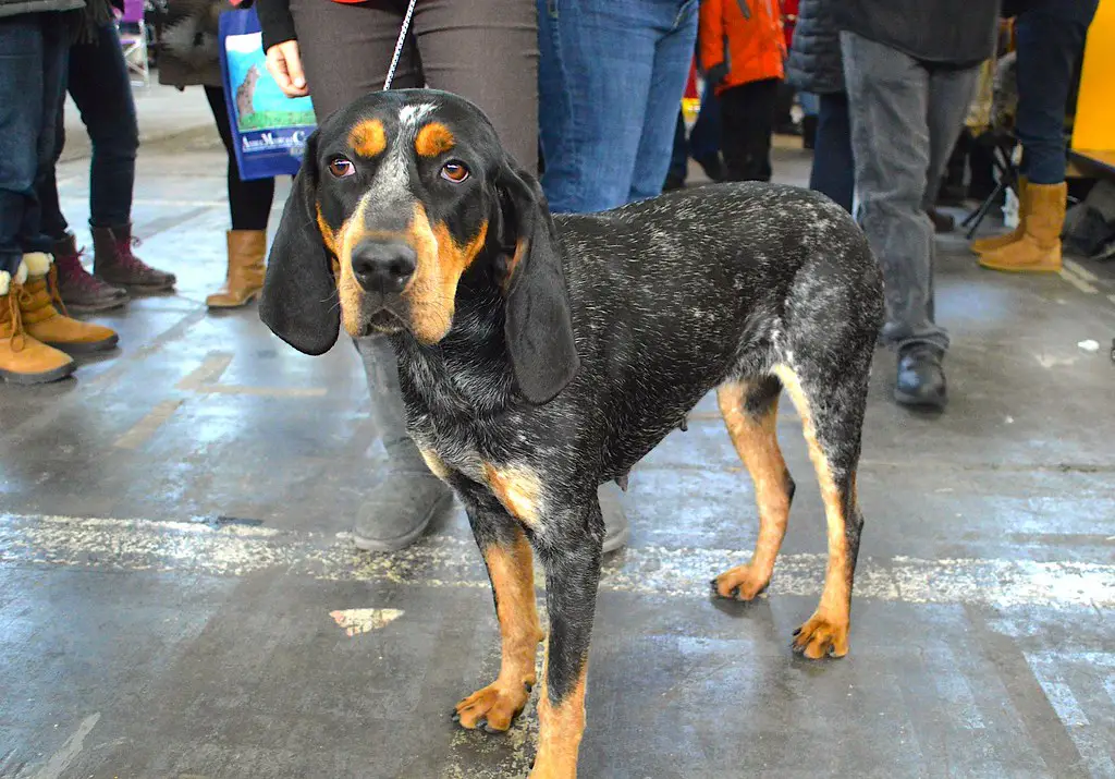 cane coonhound