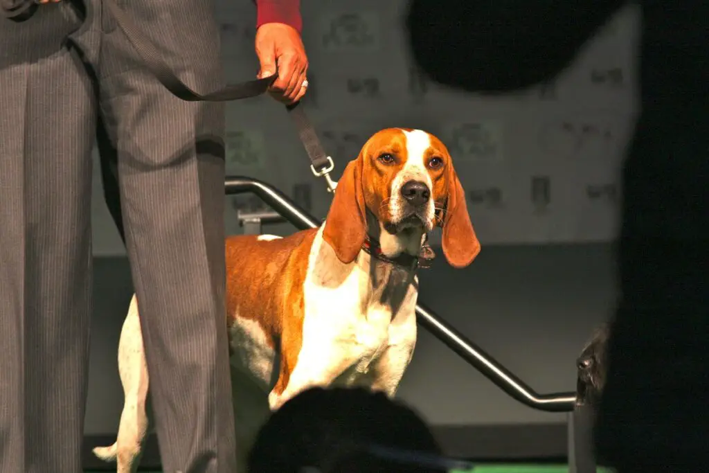 coonhound