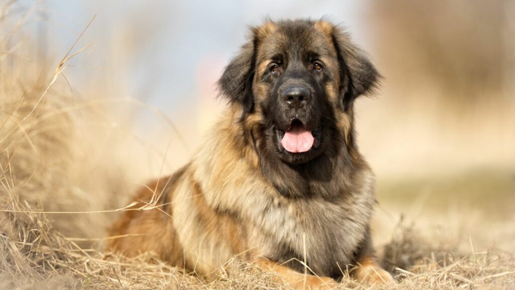 costa il cane Leonberger