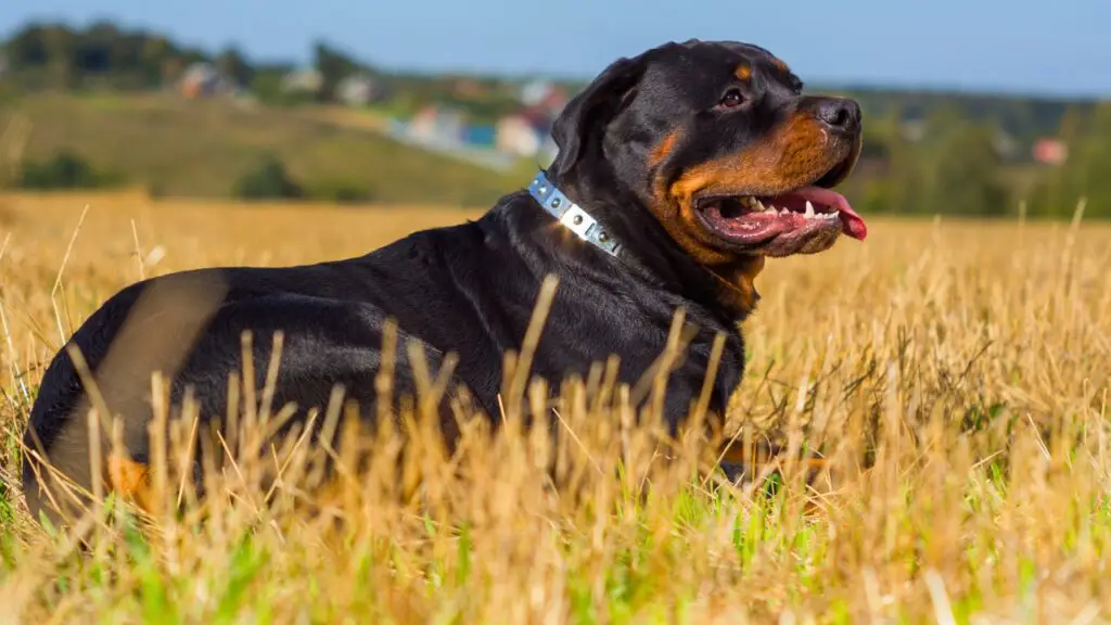 razza di cane coraggioso
