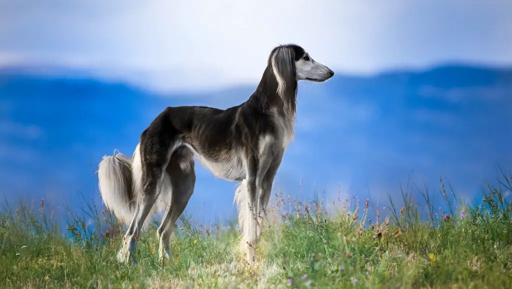 razze di cani del deserto
