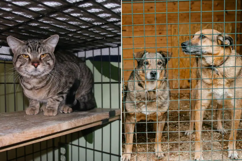 i cinesi mangiano cani e gatti?
