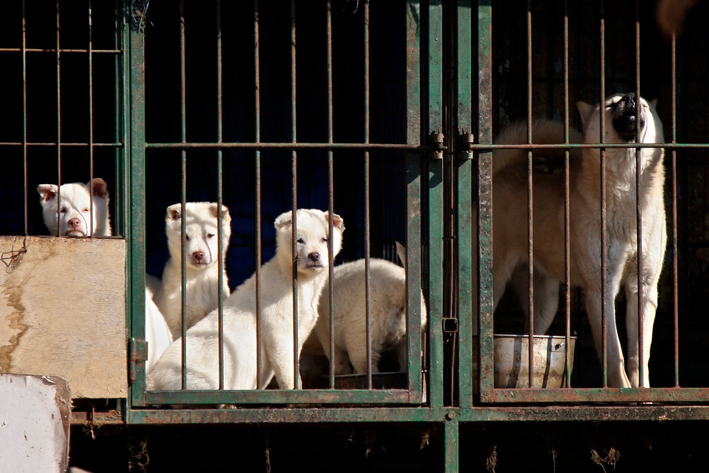 le persone mangiano davvero il cane
