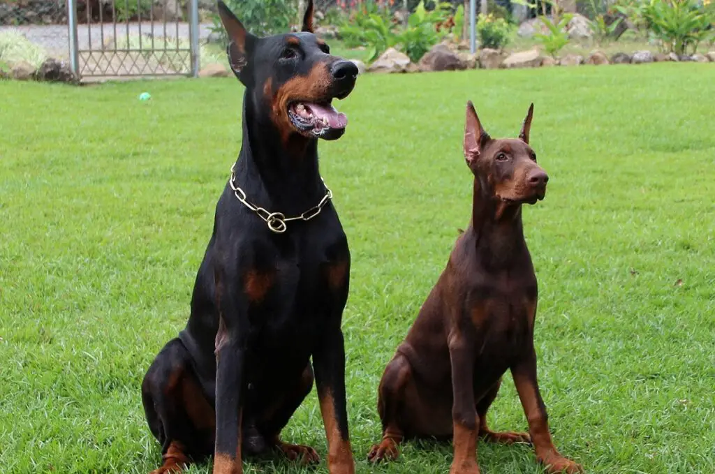 aspettativa di vita del doberman maschio
