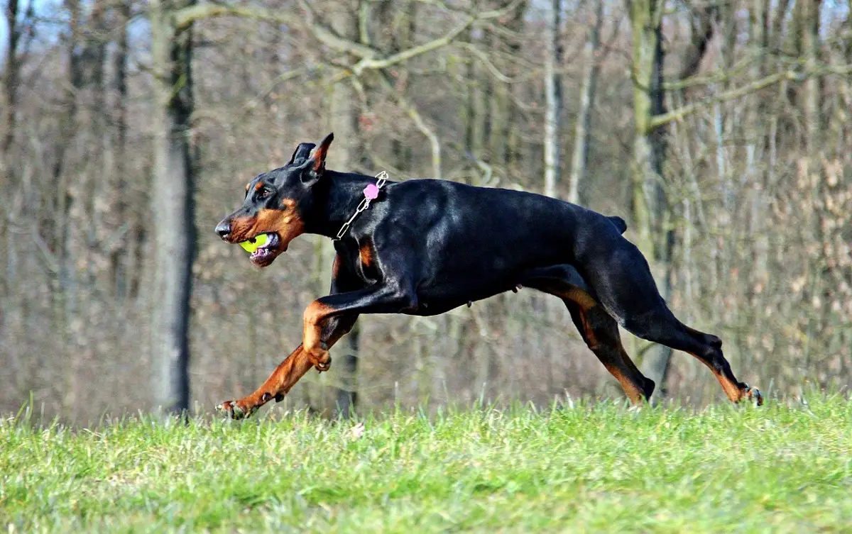 mix di doberman e cane corso
