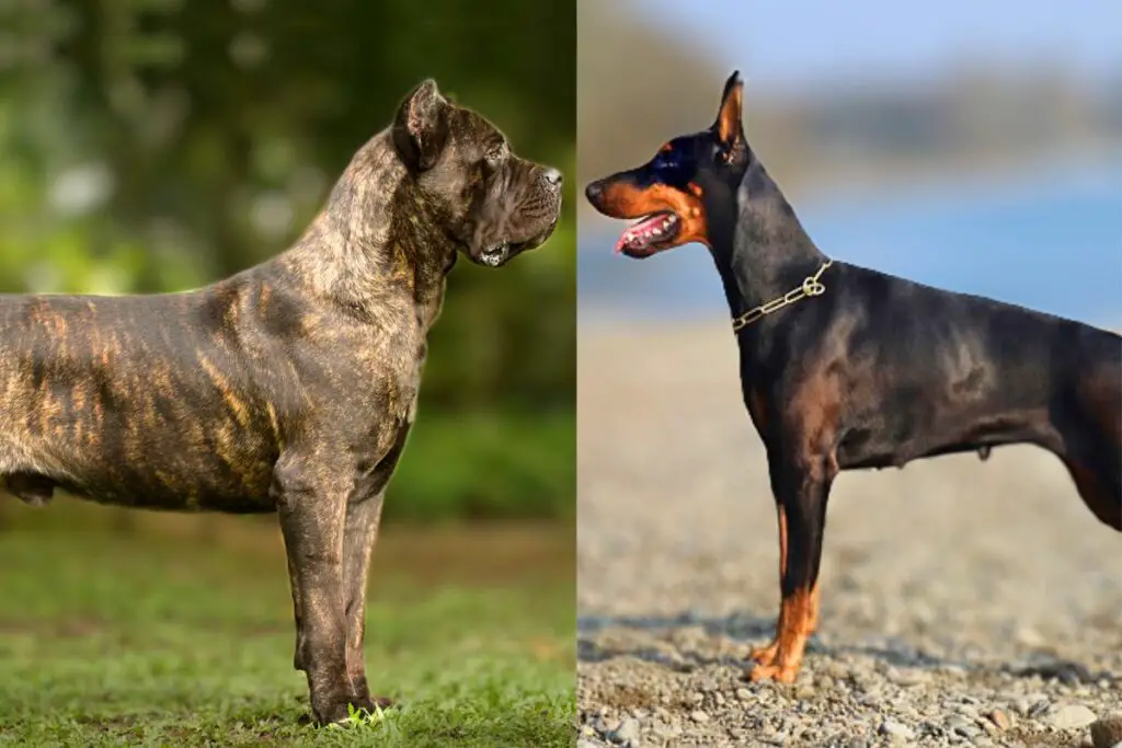 doberman contro cane corso
