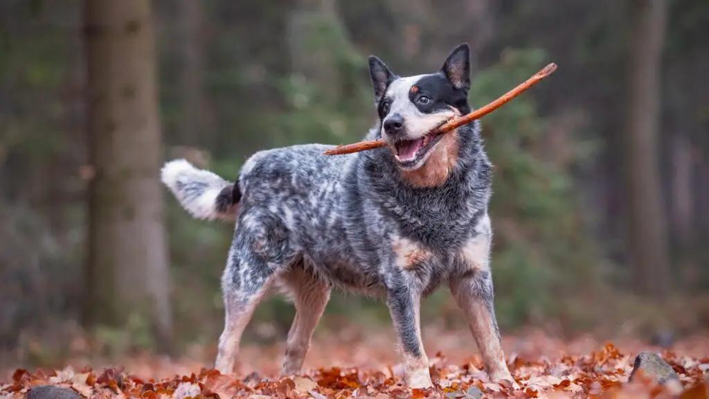 cane nel deserto
