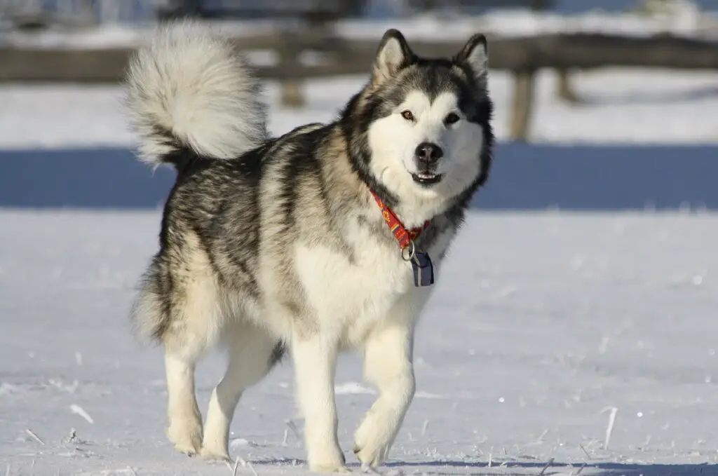 cane che può uccidere un lupo