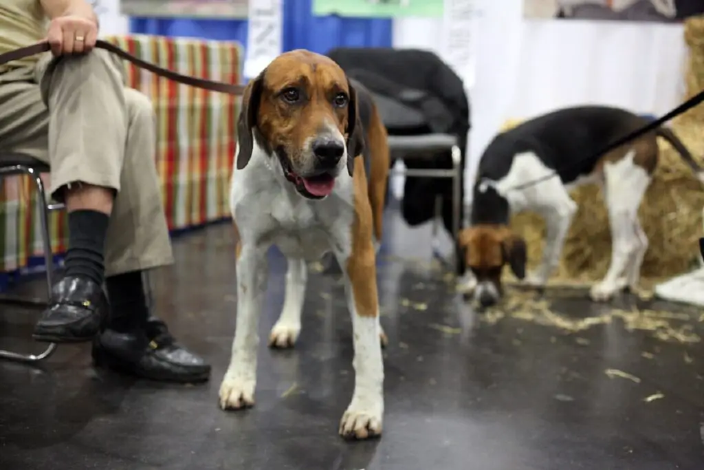 cane con il miglior senso dell'olfatto