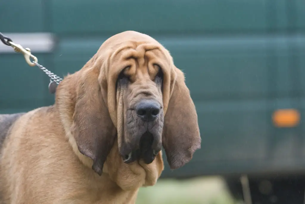 cane con il miglior senso dell'olfatto