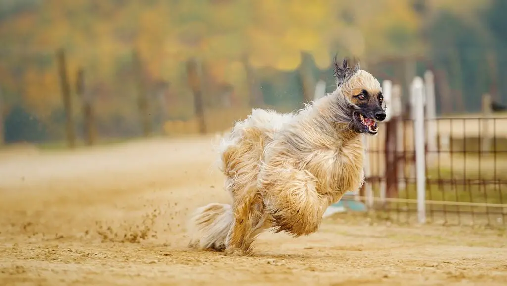 cani nel deserto
