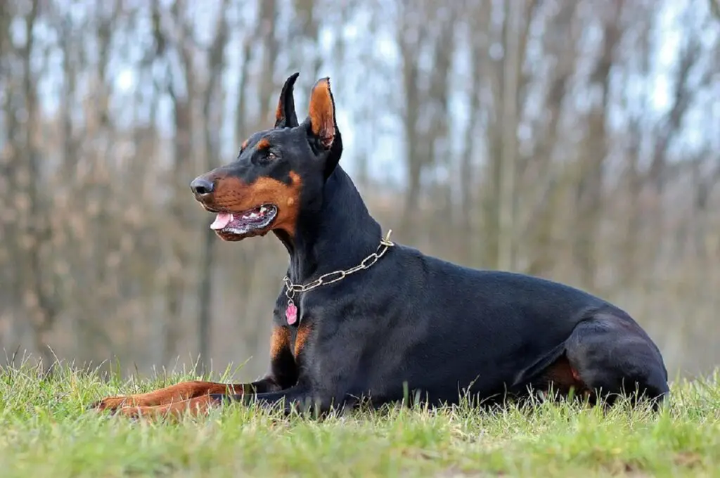 cani che possono uccidere i lupi