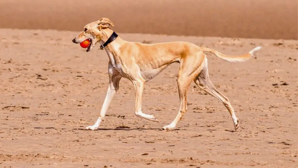 cani che se la passano bene nel deserto
