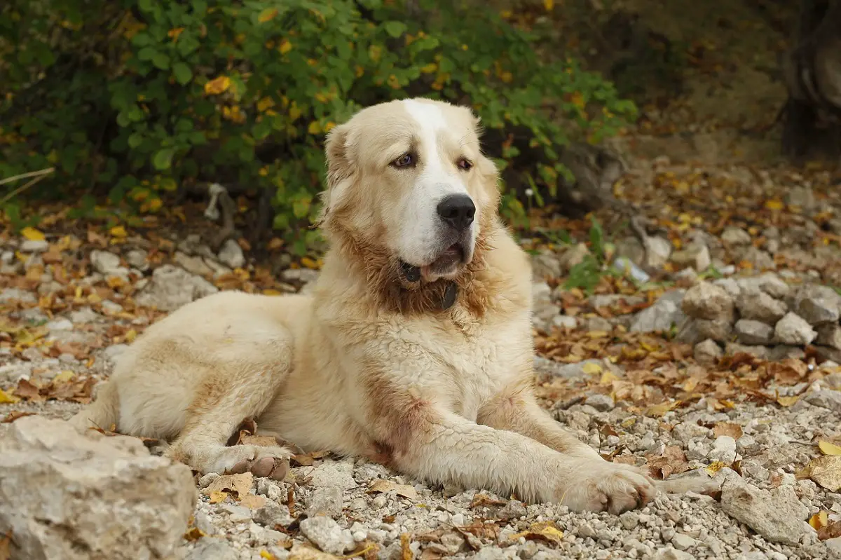 cani che combattono i lupi