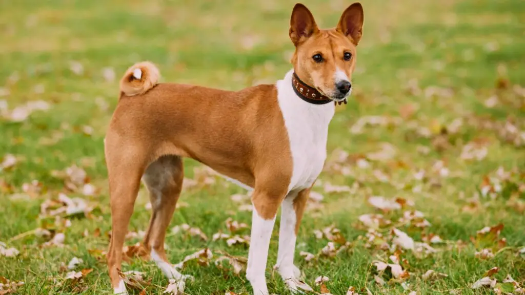 cani che vivono nel deserto
