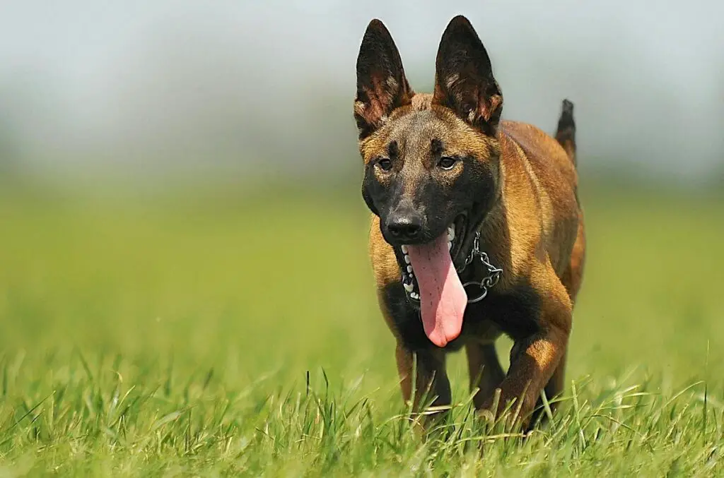 cani con il miglior senso dell'olfatto