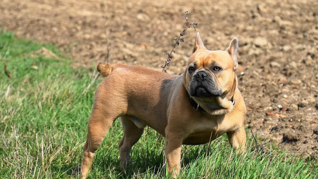 cani con la coda tagliata
