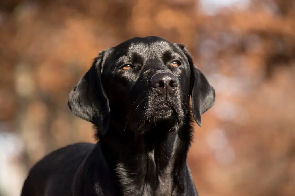 cani con buon senso dell'olfatto