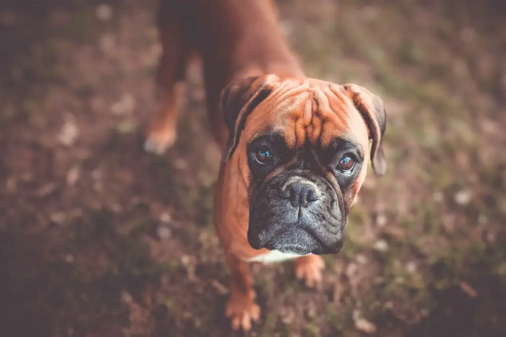 cani con la faccia arrossata
