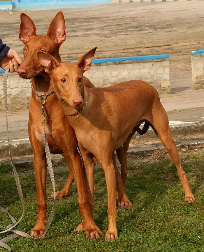 razze di cani egiziani