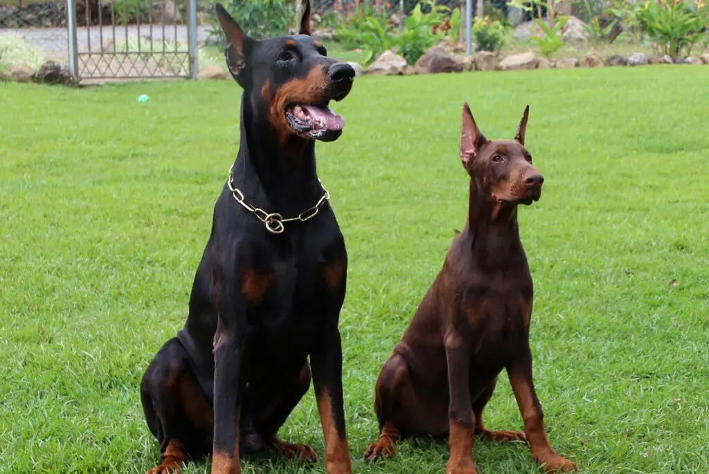 taglia doberman europea
