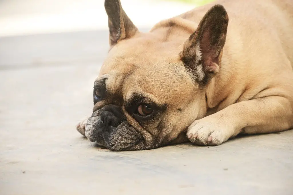 razze di cani a faccia piatta
