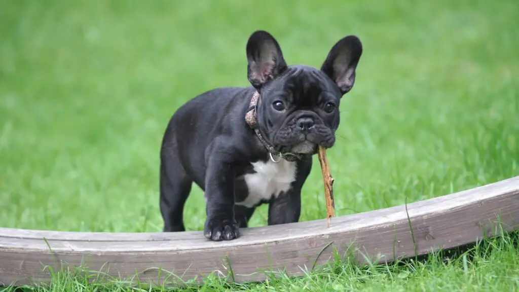 razze di cani a faccia piatta
