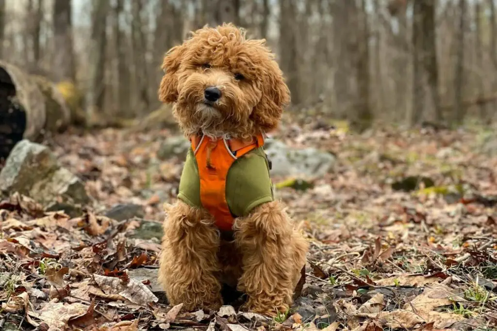 Goldendoodle