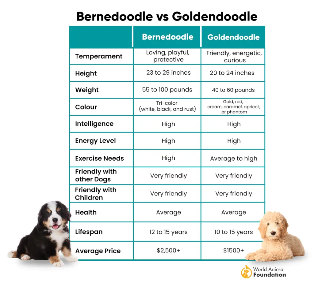 Goldendoodle contro Bernedoodle