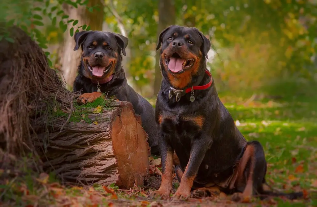 è un rottweiler un buon cane da guardia