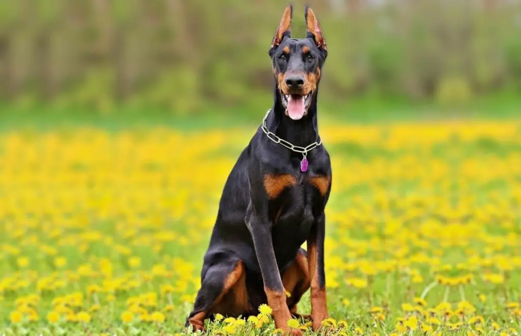 re doberman
