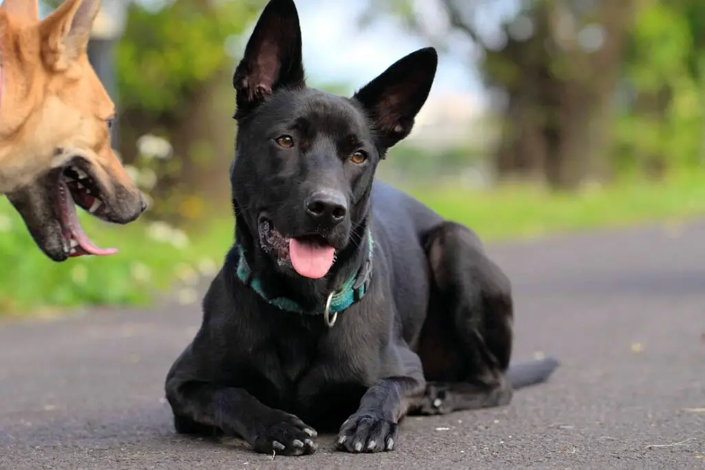 razze di cani asiatici di grandi dimensioni
