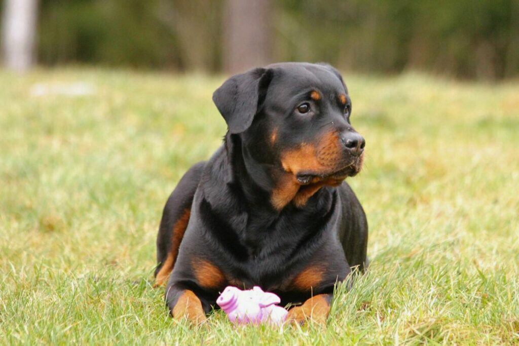 il grande cane protettivo alleva i più grandi cani da guardia del mondo
