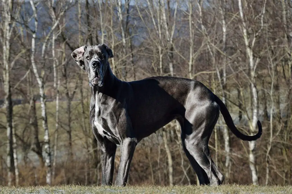 migliori tipi di cani
