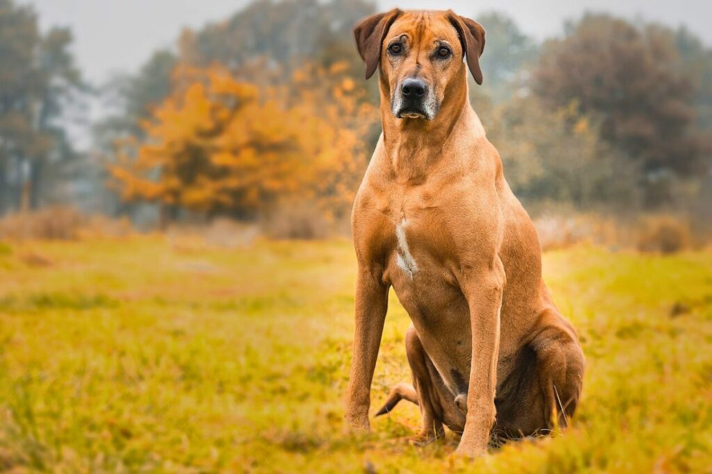 razze di cani da guardia di grandi dimensioni
