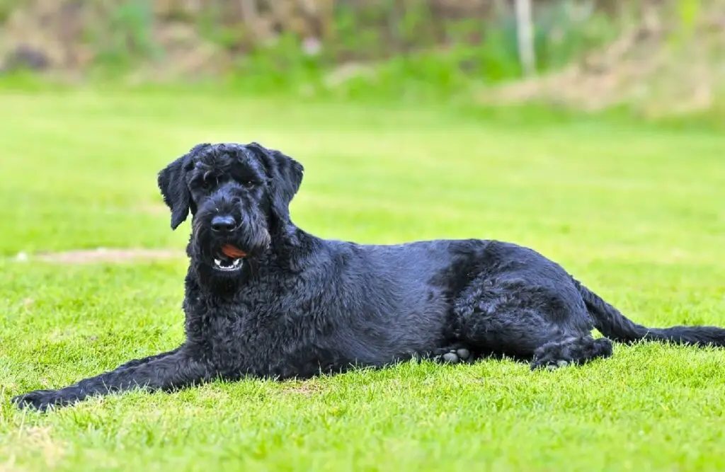 cane da guardia a bassa manutenzione
