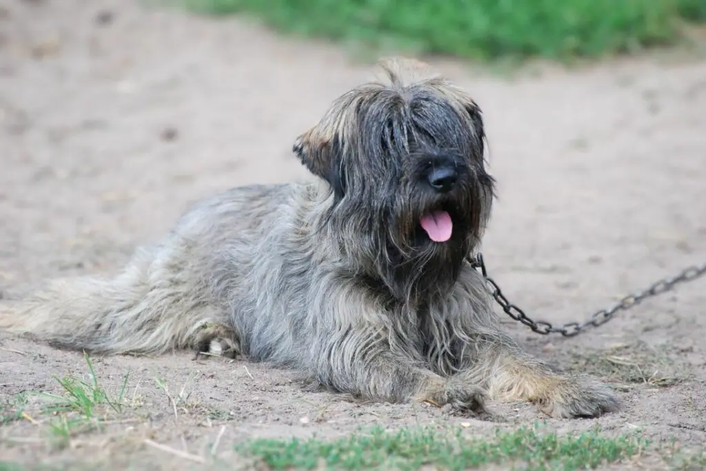 razze di cani da esterno a bassa manutenzione
