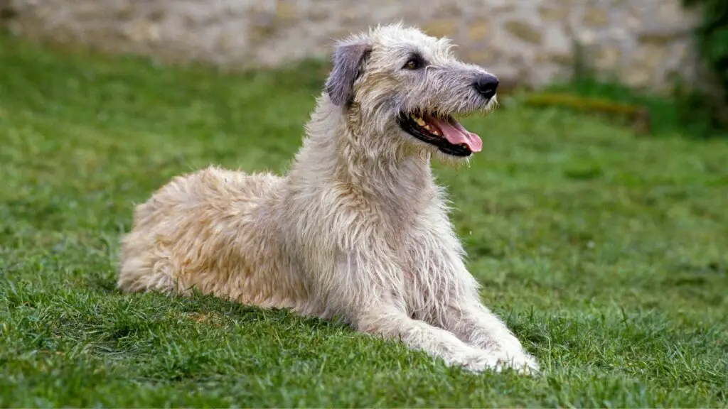 maestoso cane da caccia