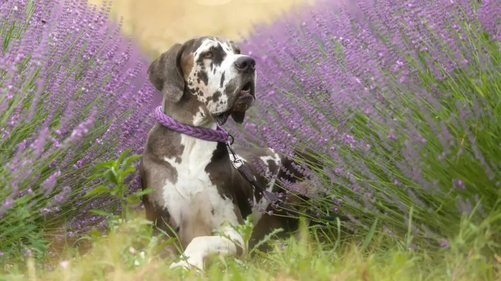 cani dall'aspetto maestoso