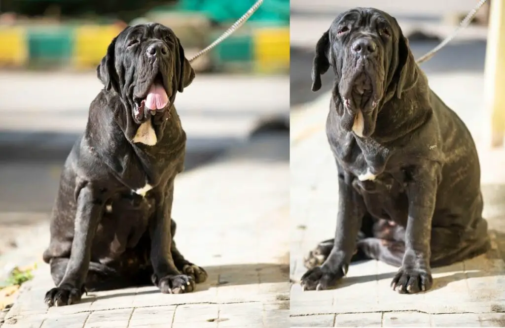 razza di cane mastino
