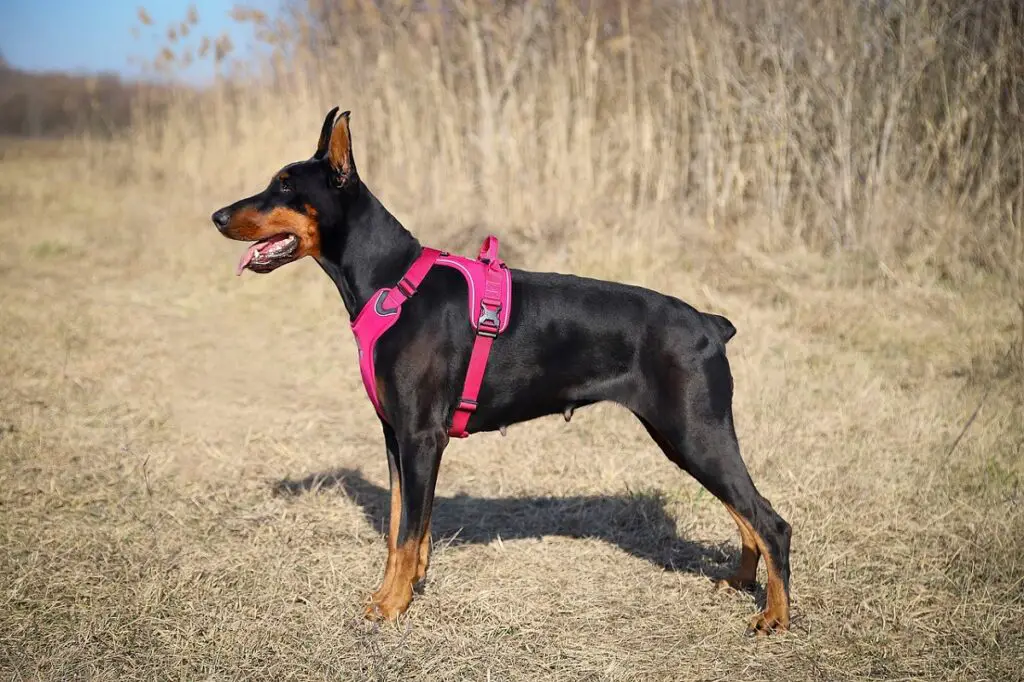 dobermann neri
