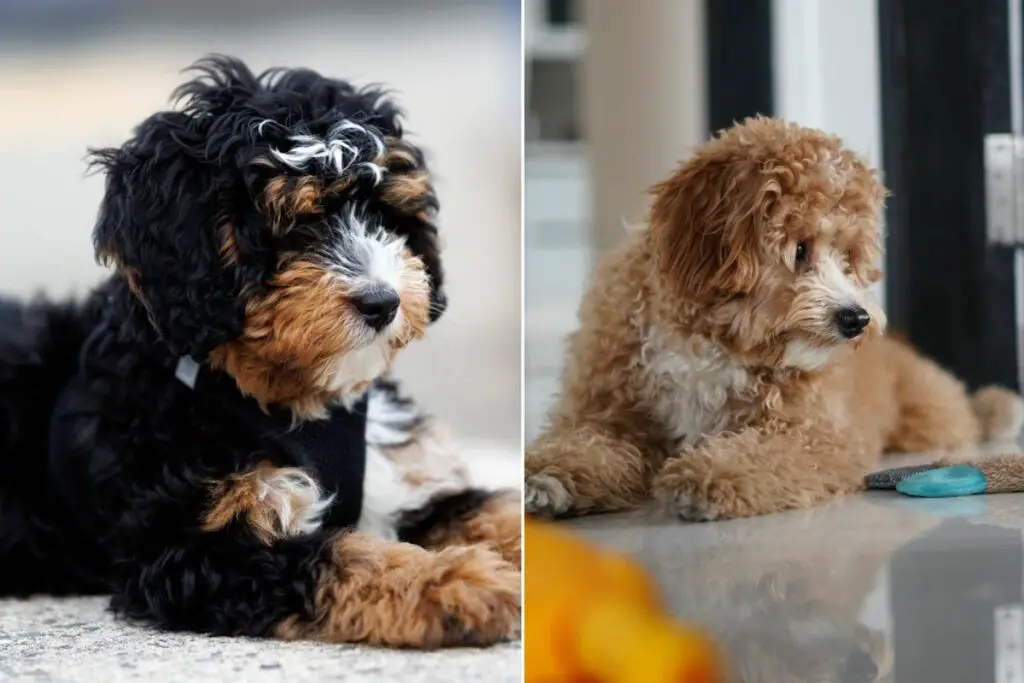 Mini Bernedoodle vs Mini Goldendoodle