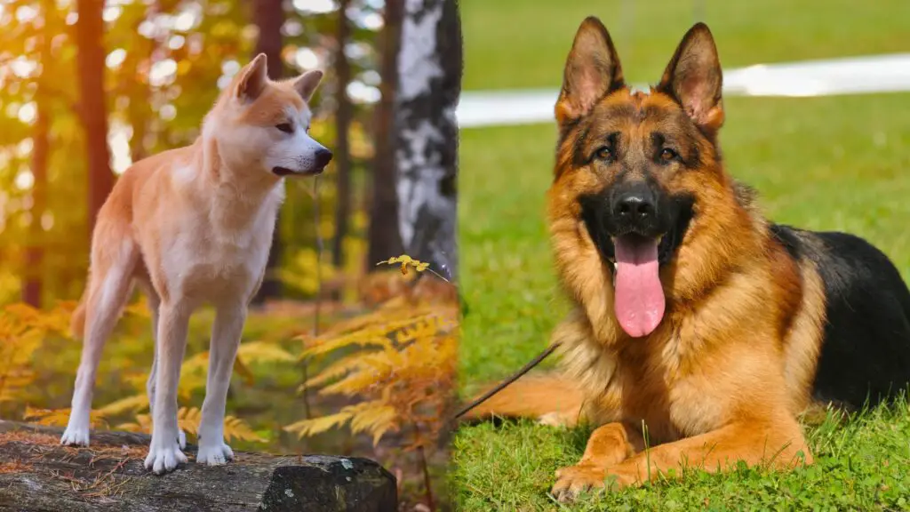 most courageous dog breeds