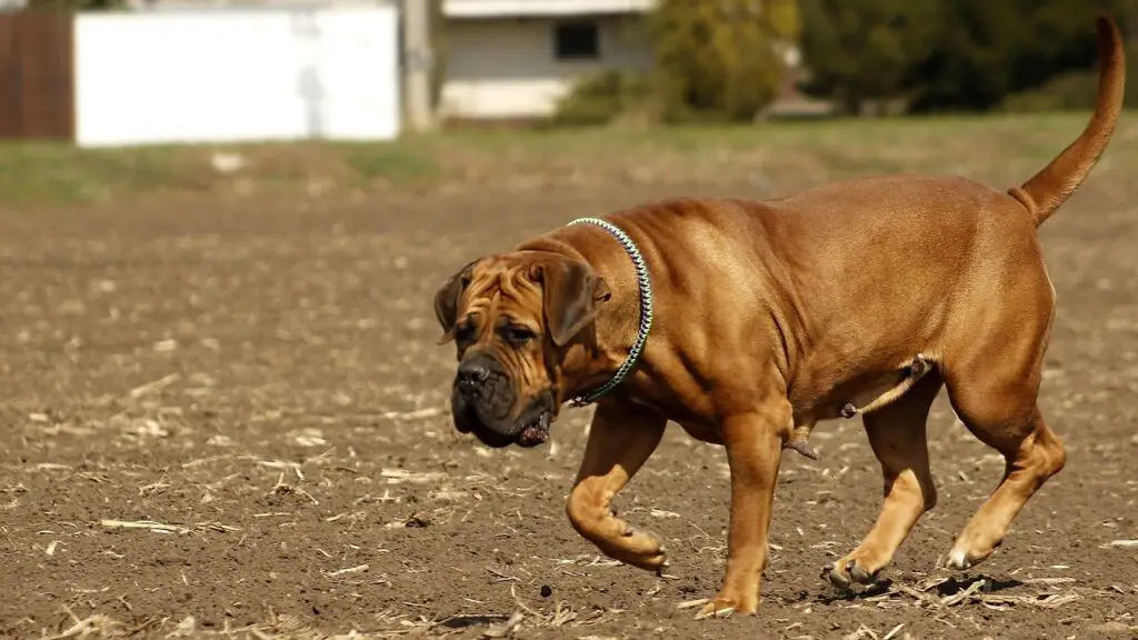 i cani più impavidi
