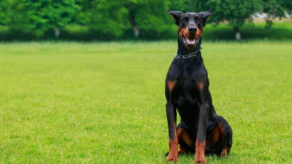 razze di cani più intelligenti